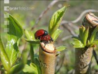 Chrysomela populi 2