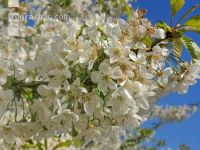 Kirsche Blüte 24
