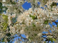Kirsche Blüte 25