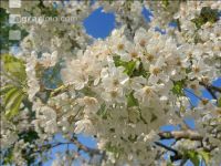 Kirsche Blüte 26