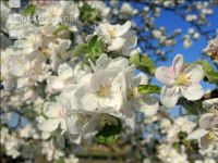 Apfel Blüte 24