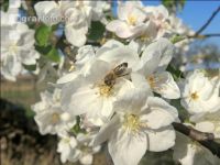 Apfel Blüte 23