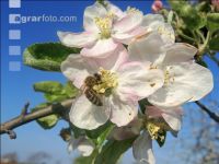 Apfel Blüte 22