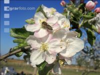 Apfel Blüte 21