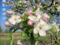 Apfel Blüte 20