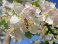 Apfel Blüte 19