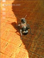 Thanasimus formicarius1