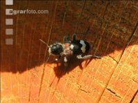 Thanasimus formicarius2