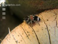 Ameisenbuntkäfer 4