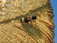 Thanasimus formicarius5