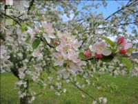 Apfel Blüte 18