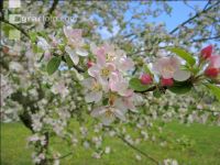Apfel Blüte 17