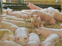 Biologische Schweinehaltung 56