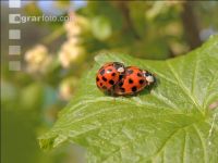 Ladybird couple 7