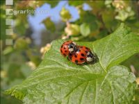 Ladybird couple 6