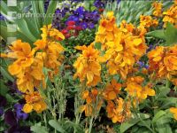 Landesgartenschau Kremmsünster 6