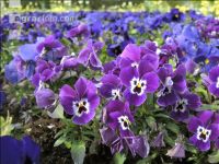 Landesgartenschau Kremmsünster 12