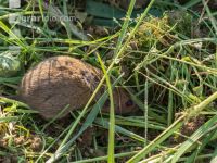 Feldmaus