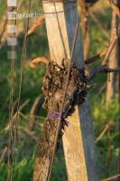 Grape vine beginning of spring 1