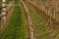 Grape vine beginning of spring 2