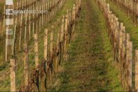 Weinreben Frühlingsbeginn 3