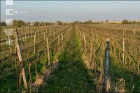 Grape vine beginning of spring 4