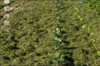 Mulch layer garden 1