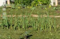 Mulch layer garden 3
