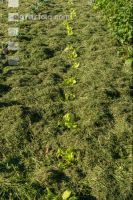 Mulch layer garden 4
