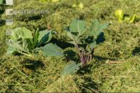 Mulch layer garden 6