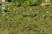 Mulch layer garden 7