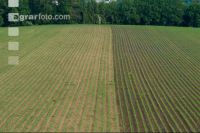 Maize slurry 112