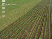 Maize slurry 107