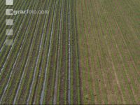 Maize slurry 104
