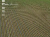 Maize slurry 103
