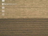 Maize slurry 98