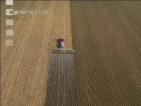 Maize slurry 95