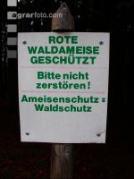 Waldameise 1