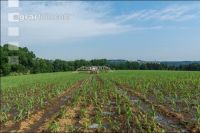 Maize slurry 88