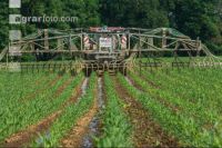 Maize slurry 87
