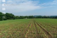 Maize slurry 85