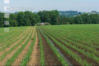 Maize slurry 84