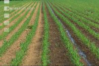 Maize slurry 83