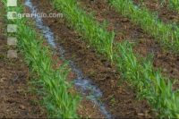 Maize slurry 82