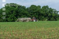 Maize slurry 79
