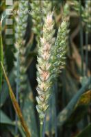 Ährenfusarium Weizen 3