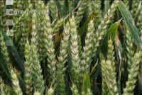 Ährenfusarium Weizen 2