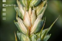 Ährenfusarium Weizen 1