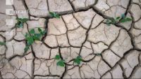 Soil dried out