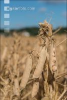Erbse Vollreife 18
